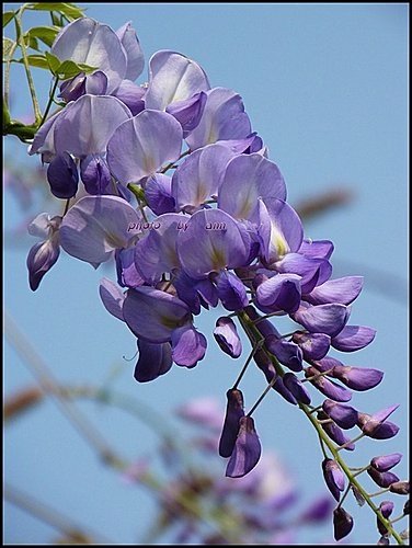 春天ㄟ花蕊~紫藤15.jpg