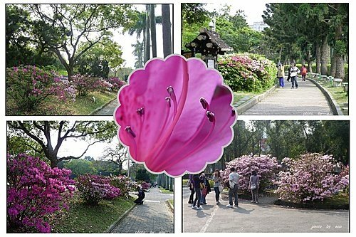 春天ㄟ花蕊~杜鵑花01.jpg