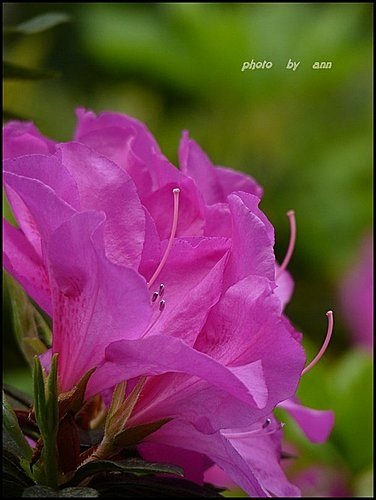 春天ㄟ花蕊~杜鵑花02.jpg