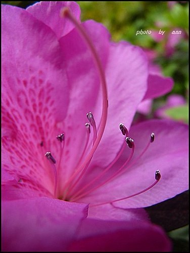 春天ㄟ花蕊~杜鵑花03.jpg