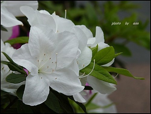 春天ㄟ花蕊~杜鵑花04.jpg