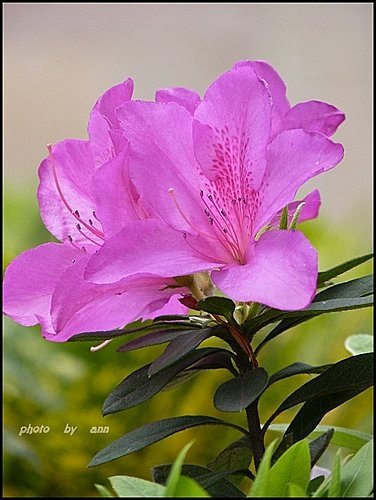 春天ㄟ花蕊~杜鵑花05.jpg