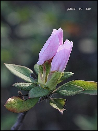 春天ㄟ花蕊~杜鵑花06.jpg