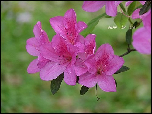 春天ㄟ花蕊~杜鵑花07.jpg