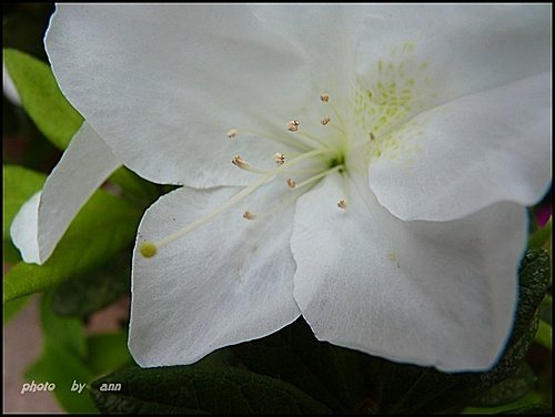 春天ㄟ花蕊~杜鵑花08.jpg