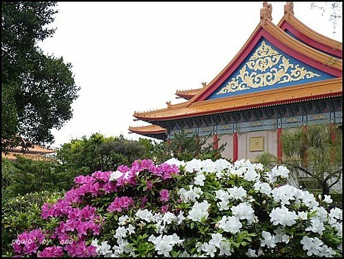 春天ㄟ花蕊~杜鵑花09.jpg
