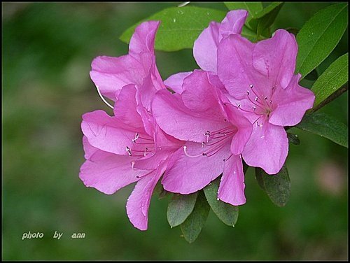 春天ㄟ花蕊~杜鵑花13.jpg