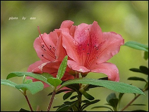 春天ㄟ花蕊~杜鵑花14.jpg