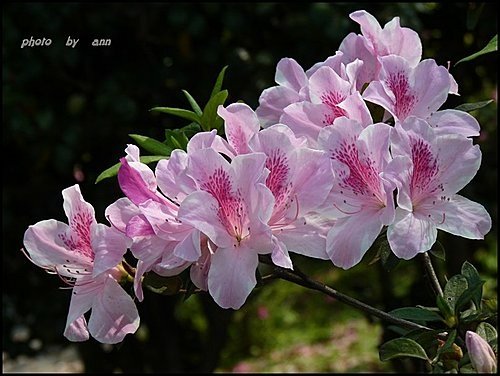 春天ㄟ花蕊~杜鵑花15.jpg