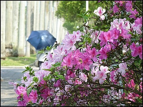 春天ㄟ花蕊~杜鵑花16.jpg
