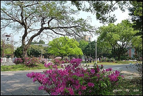 春天ㄟ花蕊~杜鵑花17.jpg