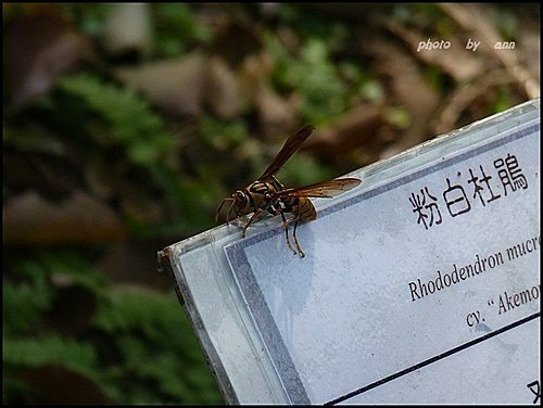 春天ㄟ花蕊~杜鵑花18.jpg