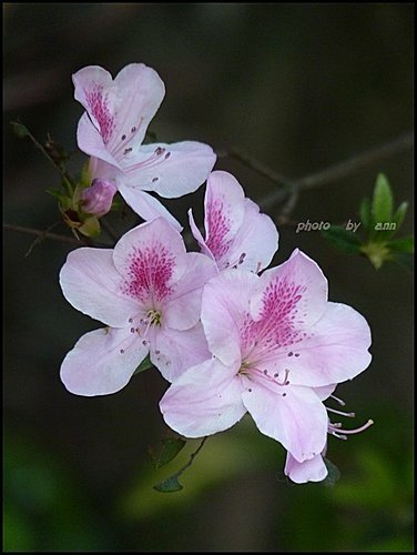 春天ㄟ花蕊~杜鵑花20.jpg