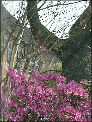 春天ㄟ花蕊~杜鵑花21.jpg