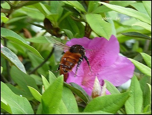 春天ㄟ花蕊~杜鵑花22.jpg