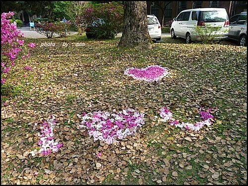 春天ㄟ花蕊~杜鵑花24.jpg