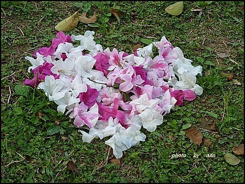 春天ㄟ花蕊~杜鵑花25.jpg