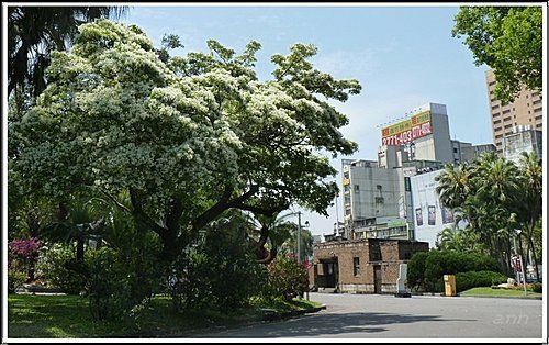 春天ㄟ花蕊-流蘇11.jpg