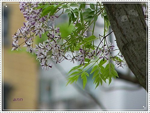 春天ㄟ花蕊~苦楝02.jpg