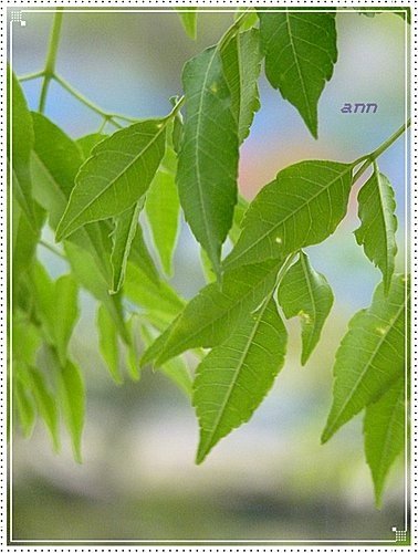 春天ㄟ花蕊~苦楝04.jpg