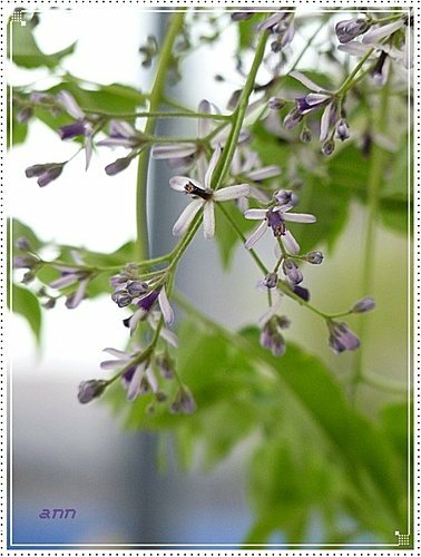 春天ㄟ花蕊~苦楝05.jpg