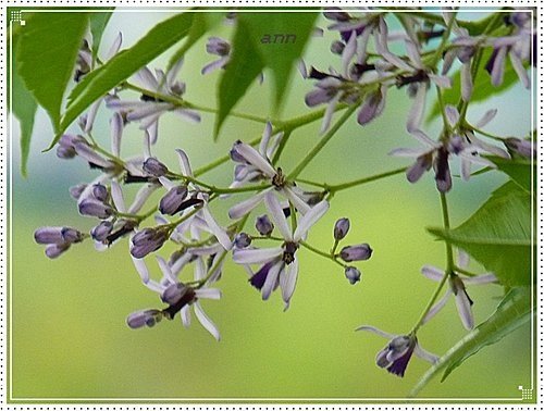 春天ㄟ花蕊~苦楝07.jpg