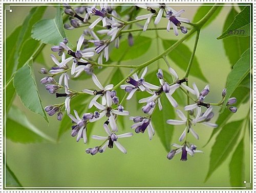 春天ㄟ花蕊~苦楝09.jpg
