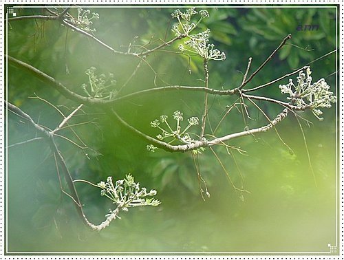 春天ㄟ花蕊~苦楝12.jpg