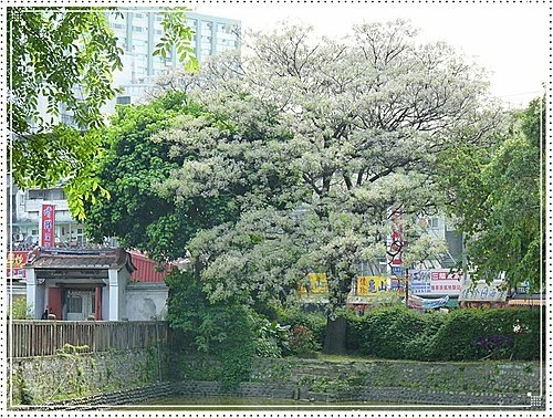 春天ㄟ花蕊~苦楝13.jpg