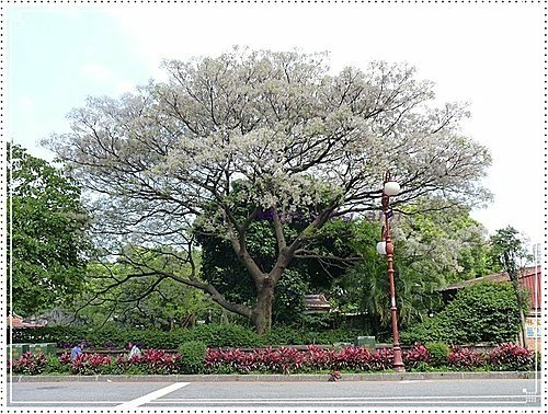 春天ㄟ花蕊~苦楝14.jpg