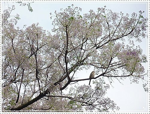 春天ㄟ花蕊~苦楝15.jpg
