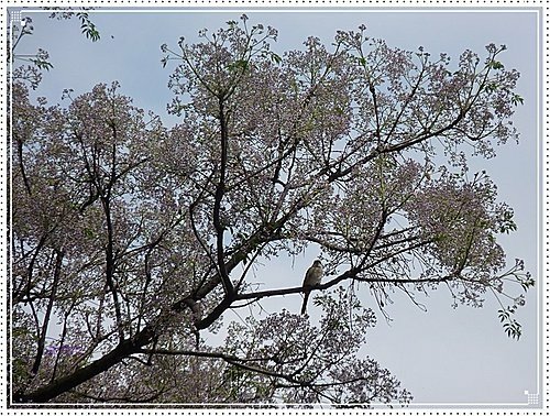 春天ㄟ花蕊~苦楝16.jpg