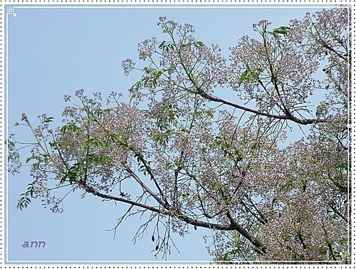 春天ㄟ花蕊~苦楝17.jpg