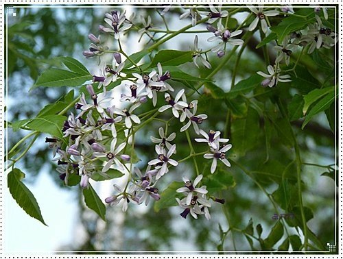 春天ㄟ花蕊~苦楝22.jpg