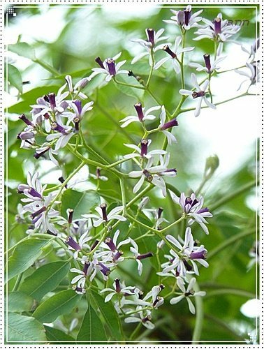 春天ㄟ花蕊~苦楝23.jpg