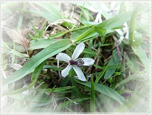 春天ㄟ花蕊~苦楝24.jpg