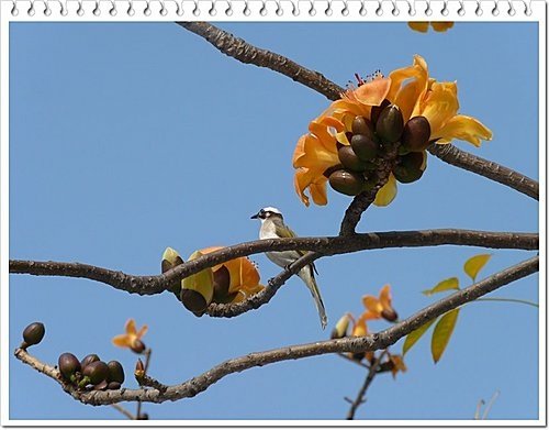 春天ㄟ花蕊~木棉01.jpg
