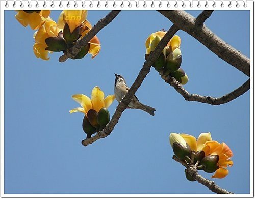 春天ㄟ花蕊~木棉04.jpg