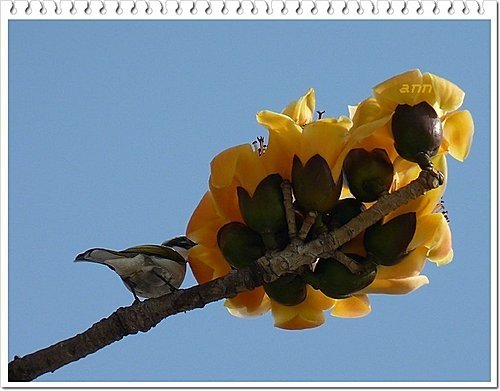 春天ㄟ花蕊~木棉05.jpg