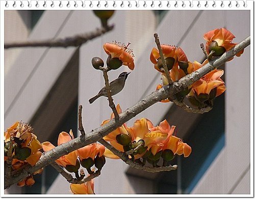 春天ㄟ花蕊~木棉06.jpg