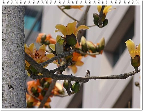 春天ㄟ花蕊~木棉08.jpg