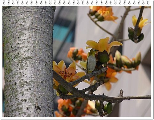 春天ㄟ花蕊~木棉09.jpg