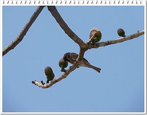 春天ㄟ花蕊~木棉10.jpg