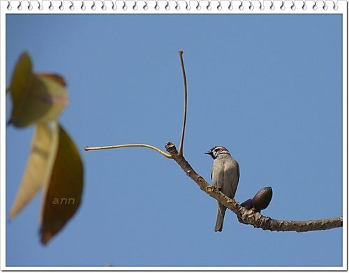 春天ㄟ花蕊~木棉11.jpg