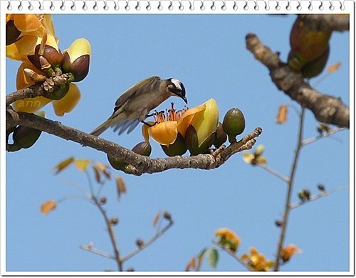 春天ㄟ花蕊~木棉12.jpg