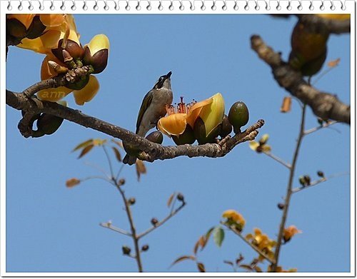 春天ㄟ花蕊~木棉14.jpg