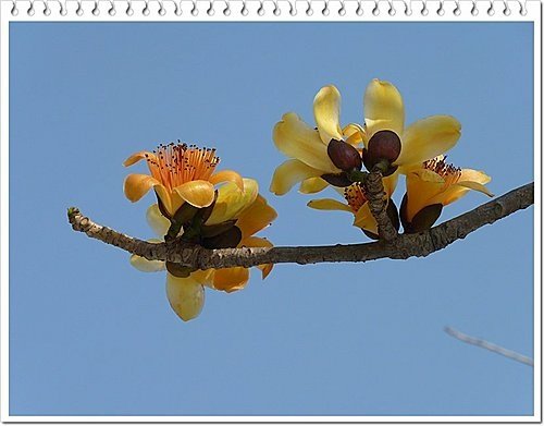 春天ㄟ花蕊~木棉16.jpg