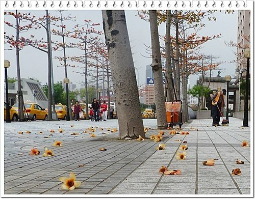 春天ㄟ花蕊~木棉19.jpg