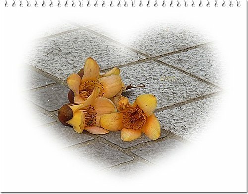 春天ㄟ花蕊~木棉21.jpg