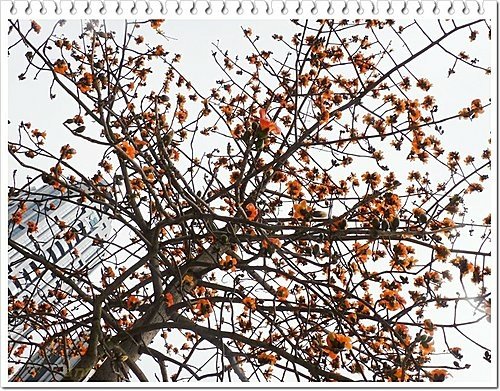 春天ㄟ花蕊~木棉22.jpg